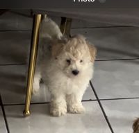 Maltipoo Puppies for sale in Fontana, CA, USA. price: $800