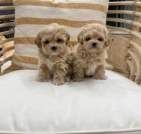 Maltipoo Puppies for sale in Torrance, California. price: $660
