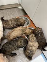 Maltipoo Puppies for sale in Los Angeles, California. price: $350