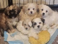 Maltipoo Puppies for sale in San Bernardino, California. price: $800