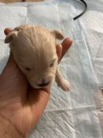 Maltipoo Puppies for sale in Chesterfield, Virginia. price: $1,200