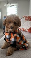 Maltipoo Puppies for sale in Knightdale, North Carolina. price: $600