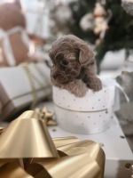 Maltipoo Puppies for sale in Kent, Washington. price: NA