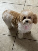Maltipoo Puppies for sale in Henderson, Nevada. price: $350