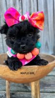 Maltipoo Puppies for sale in Selma, NC, USA. price: $1,300