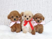 Maltipoo Puppies for sale in Sacramento, California. price: $1,500