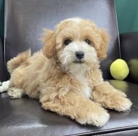 Maltipoo Puppies for sale in Buffalo, New York. price: $600