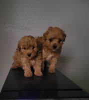 Maltipoo Puppies for sale in Phelan, California. price: $2,000
