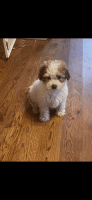 Maltipoo Puppies for sale in Rochester, Minnesota. price: $950