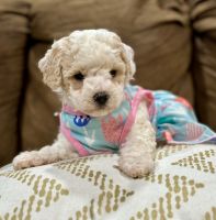 Maltipoo Puppies for sale in Gonzales, Louisiana. price: $800