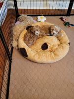 Maltipoo Puppies for sale in Slidell, Louisiana. price: $800