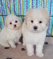 Maltipoo Puppies for sale in Greenville, TX, USA. price: NA