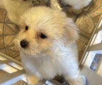 Maltipoo Puppies for sale in Stockton, California. price: $500