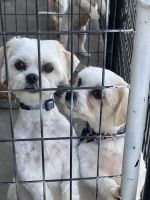 Maltipoo Puppies for sale in Stockton, California. price: $100