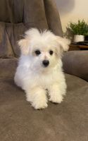 Maltipoo Puppies for sale in Anderson, South Carolina. price: $300