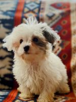 Maltipoo Puppies for sale in Pikeville, Tennessee. price: $1,500