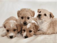 Maltipoo Puppies for sale in Baldwin Park, California. price: NA