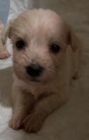Maltipoo Puppies for sale in Billerica, Massachusetts. price: $750