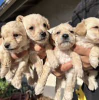 Maltipoo Puppies for sale in San Bernardino, California. price: $500