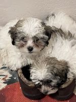 Maltipoo Puppies for sale in Andrews, Texas. price: $1,800