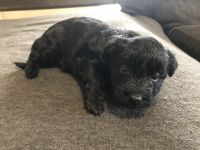 Maltipoo Puppies for sale in Tolleson, AZ, USA. price: $650