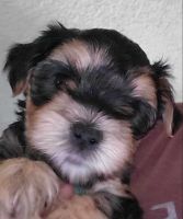 Maltipoo Puppies for sale in Wickenburg, AZ 85390, USA. price: $700
