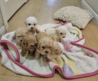 Maltipoo Puppies for sale in Lake Jackson, Texas. price: $500