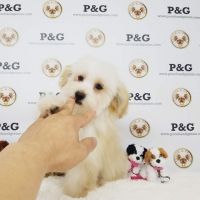Maltipoo Puppies for sale in Temple City, CA, USA. price: $650