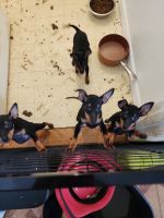 Manchester Terrier Puppies for sale in Hudson, FL 34667, USA. price: $800