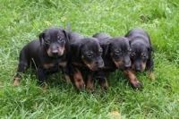 Manchester Terrier Puppies for sale in Atlanta, GA, USA. price: NA