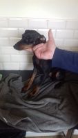 Manchester Terrier Puppies for sale in Seattle, WA, USA. price: NA