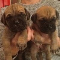 Manchester Terrier Puppies Photos