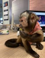 Mangabey Monkey Animals for sale in New York, NY, USA. price: NA