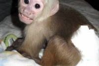 Mangabey Monkey Animals Photos