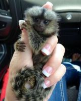 Mangabey Monkey Animals for sale in Texas City, TX, USA. price: NA