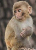 Mangabey Monkey Animals for sale in India - Pakistan Border Rd, Bakhasar, Rajasthan, India. price: 19000 INR