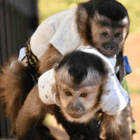 Mangabey Monkey Animals for sale in Dallas, TX, USA. price: NA