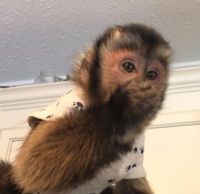 Mangabey Monkey Animals for sale in Colorado Springs, CO, USA. price: NA