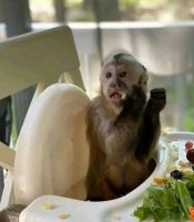 Mangabey Monkey Animals for sale in Chicago, IL, USA. price: $1,200