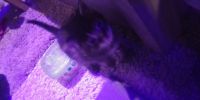 Manx Cats for sale in Dayton, OH, USA. price: NA
