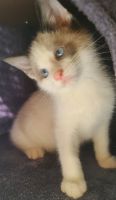 Manx Cats for sale in Eaton, OH 45320, USA. price: $300