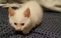 Manx Cats for sale in Dickson, TN, USA. price: $185