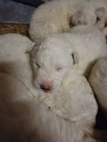 Maremma Sheepdog Puppies for sale in Bristol, VA, USA. price: NA