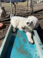 Maremma Sheepdog Puppies for sale in Butler, PA, USA. price: NA