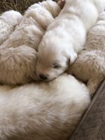 Maremma Sheepdog Puppies for sale in Niederwald, TX 78640, USA. price: NA