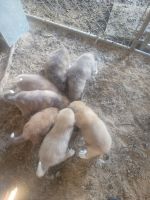 Maremma Sheepdog Puppies for sale in Ballard, WV 24918, USA. price: NA