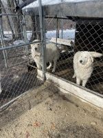 Maremma Sheepdog Puppies for sale in 1036 Thompson Rd, Thompson, CT 06277, USA. price: NA
