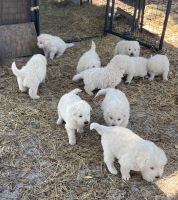 Maremma Sheepdog Puppies for sale in McAlpin, Florida. price: $600