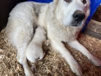 Maremma Sheepdog Puppies for sale in Grass Valley, California. price: NA