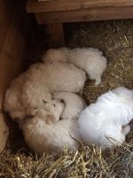 Maremma Sheepdog Puppies Photos